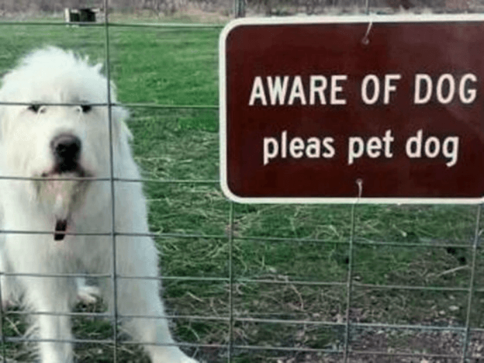Aware Of Dog