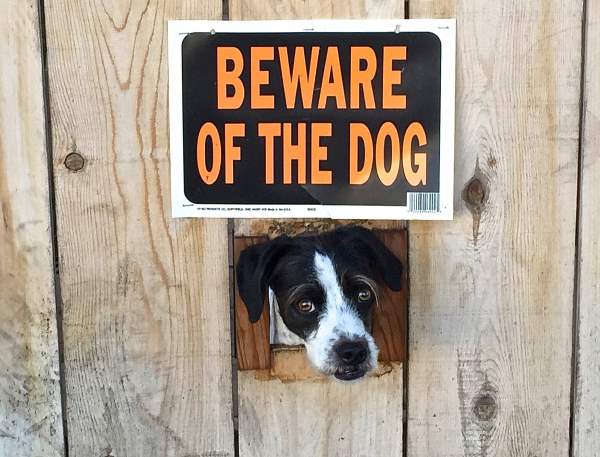 Beware Of Dog He Is Ferocious