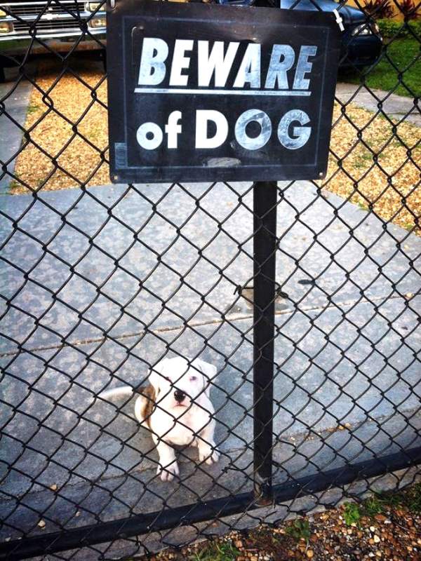 Beware Of Puppy