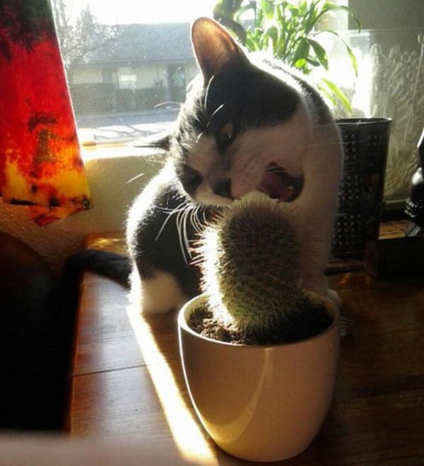 Cat Biting Cactus
