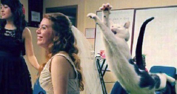 Cat Getting Ready To Shread Wedding Dress