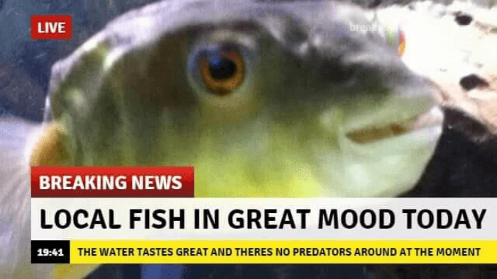 Fish In Great Mood