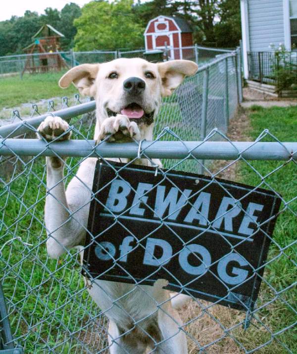 Friendly Dog Behind Beware Of Dog Sign