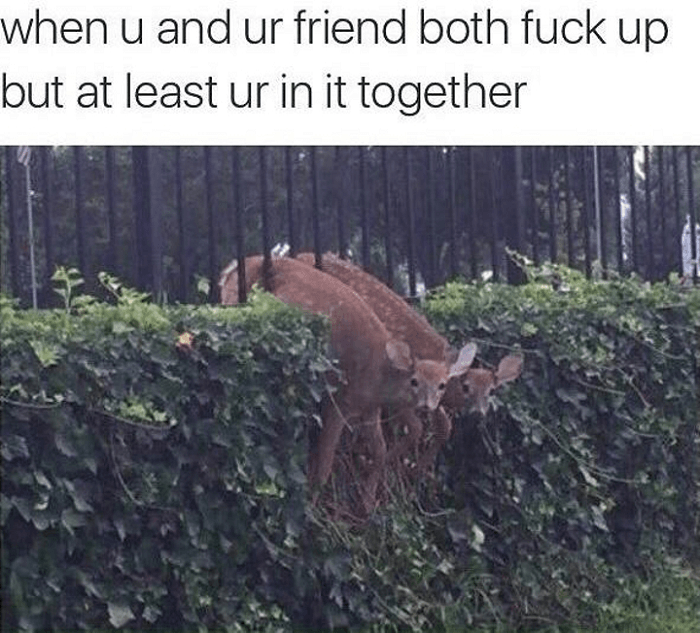 Fuck Ups Happen In Friendship