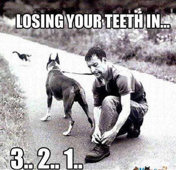 Loosing Teeth Dog