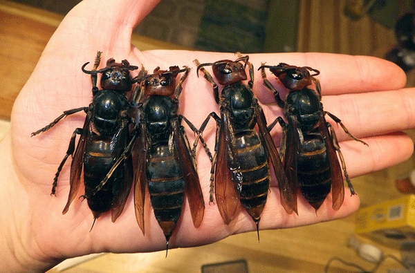 Monster Wasps