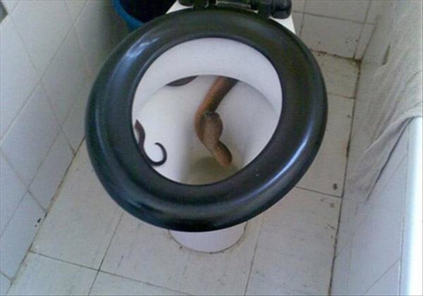 Toilet Cobra