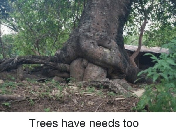 Tree Sex