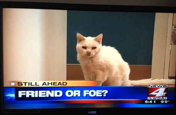 Cat Friend Or Foe