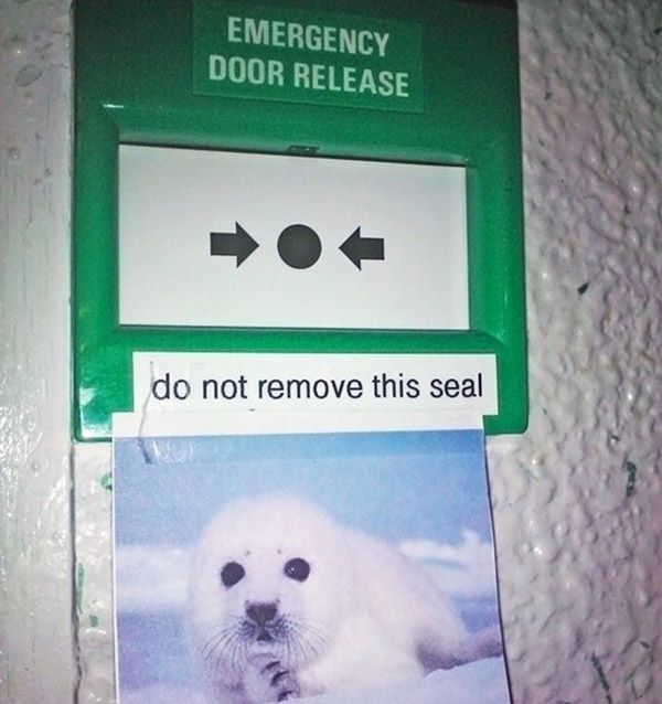 Dont Remove Seal Funny Trolls