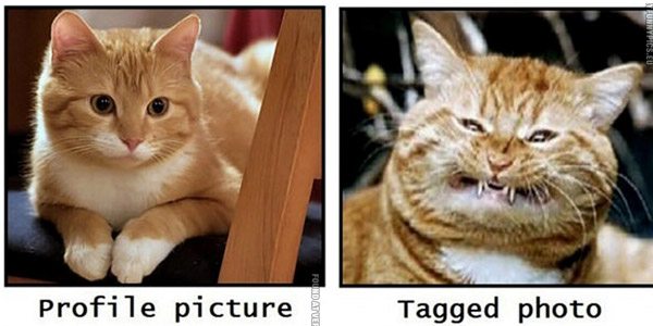 Profile Picture Vs Tagged Cat