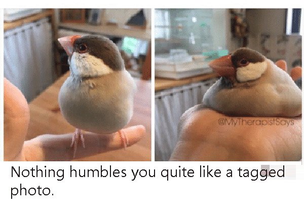 Profile Vs Tagged Pictures Bird