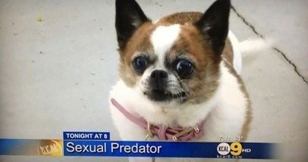 Sexual Predator Dog