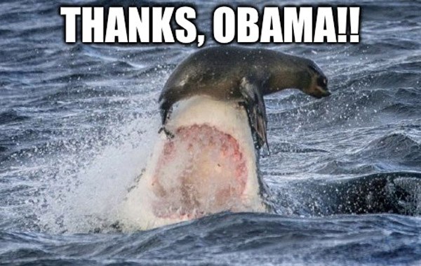 Thanks Obama Shark