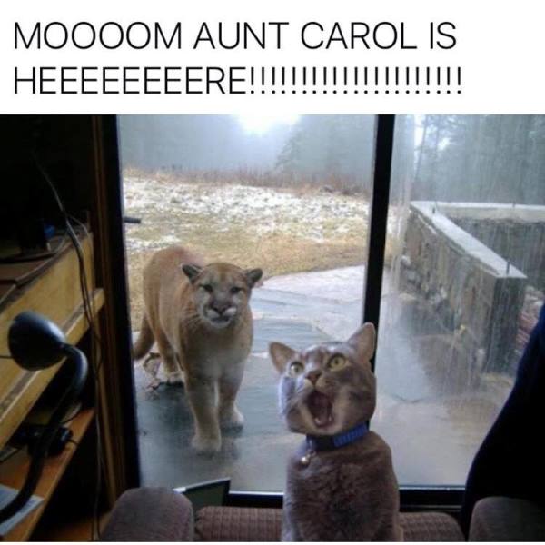 Cougar Cat Memes