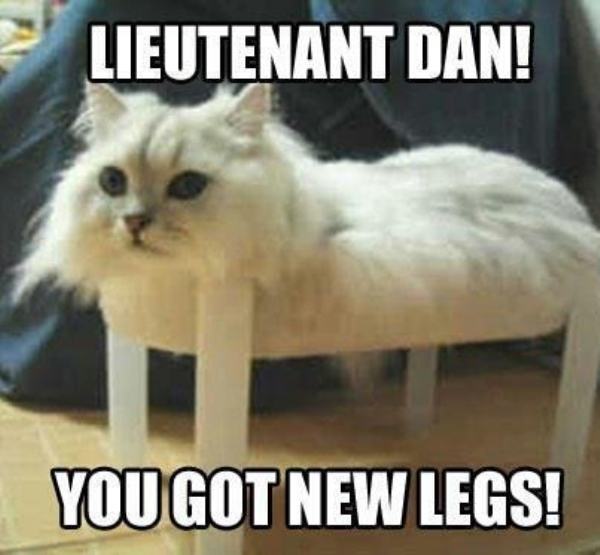 Hilarious Cat Memes