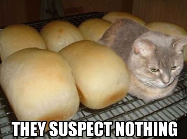 Loafing Funny Cat Memes
