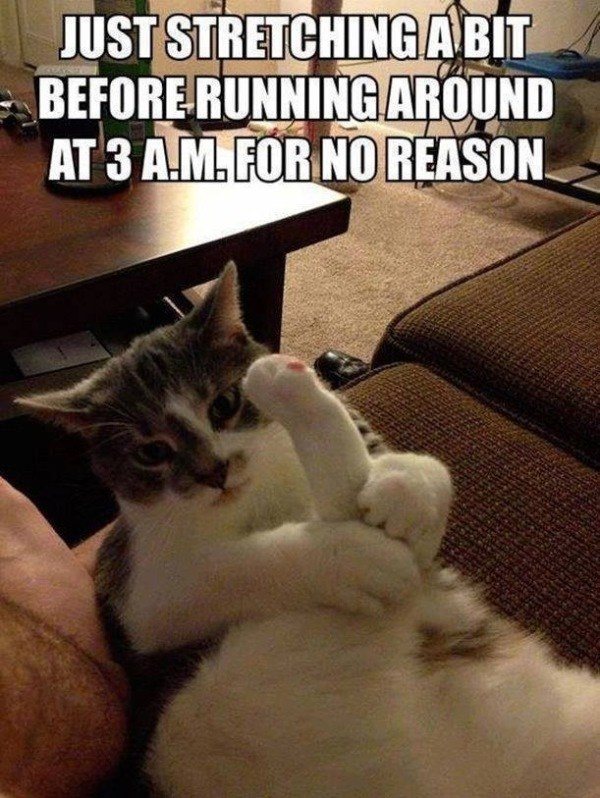 Stretching Hilarious Cat Memes