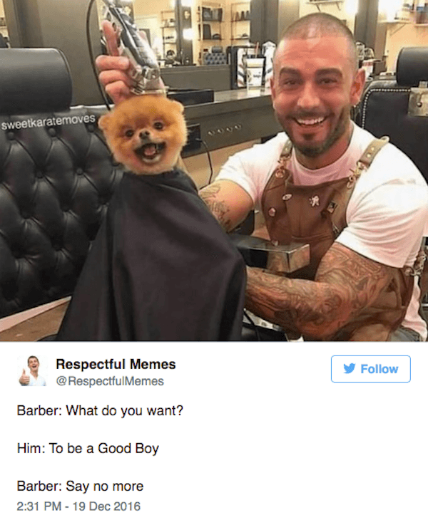 Barbershop Hilarious Doggos