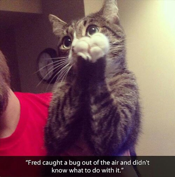 Cat Caught Bug