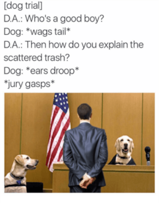 Court Funny Doggos