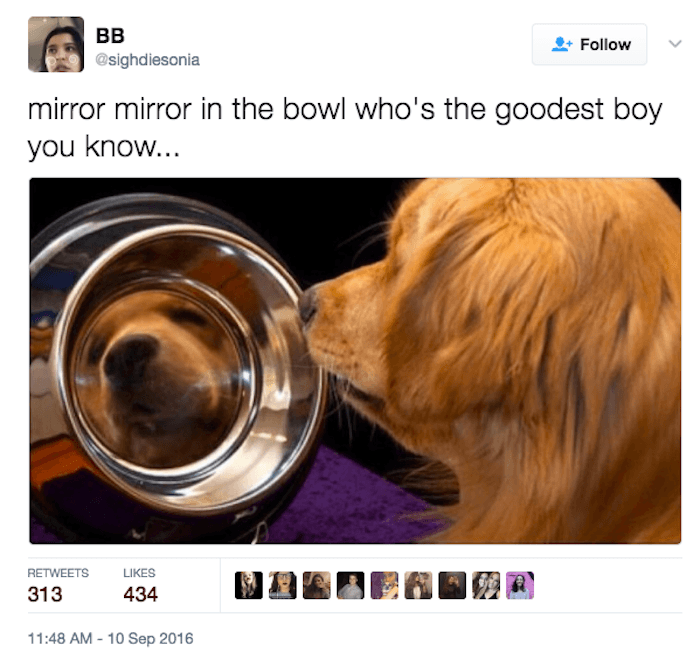 Good Boy Doggo In The Mirror