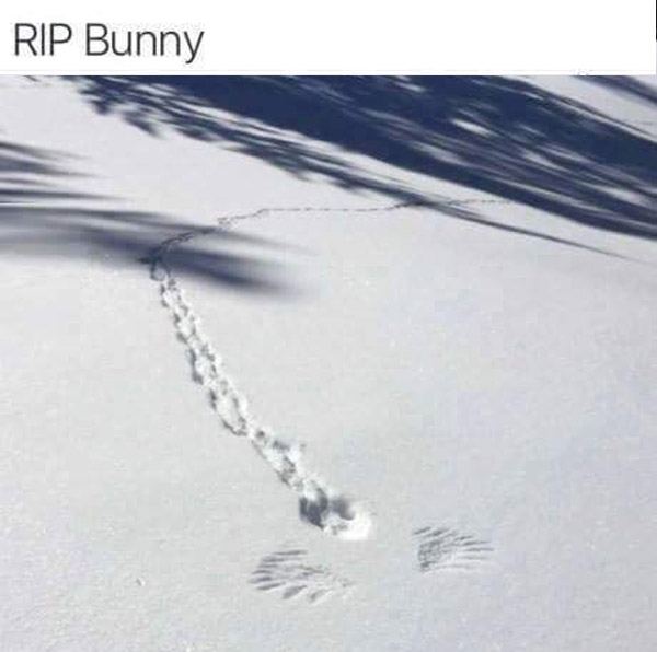 Bunny Rip