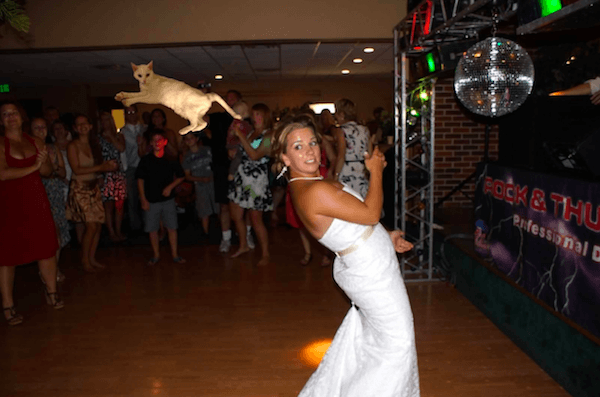 Funny Pictures Of Brides Throwing Cats