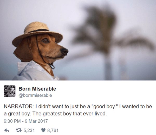 Great Boy Twitter Jokes About Dogs