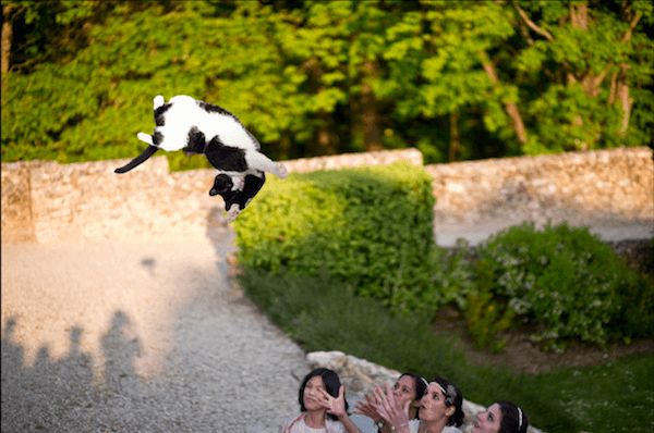 Funny Photoshops Of Brides Throwing Cats