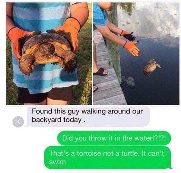 No Swim Tortoise