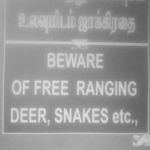 Free Range Snakes