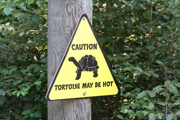 Hot Tortoise