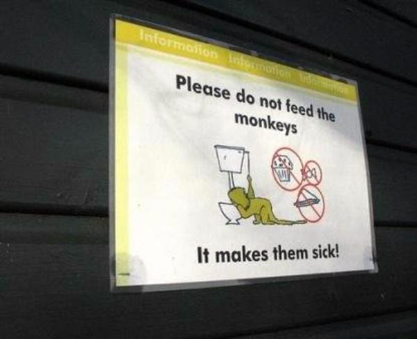Monkeys Toilet