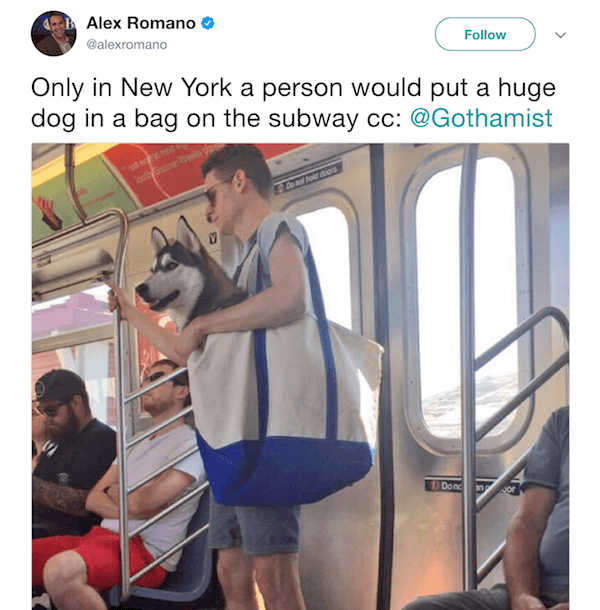 New York Tweets Dog In Bag
