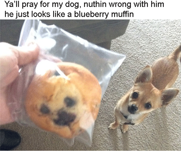 Muffin Dog