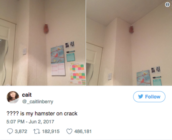 Crack Hamster