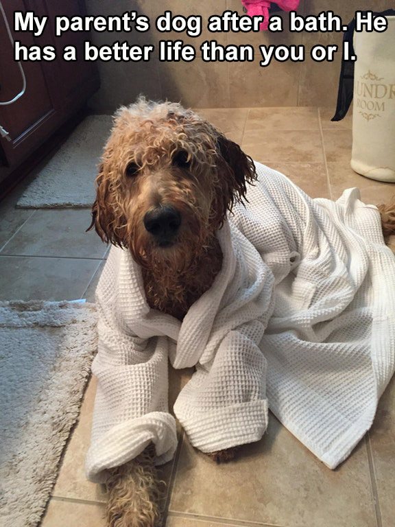 Spoiled Dog In A Bath Robe