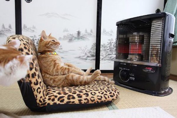 Cat Heater