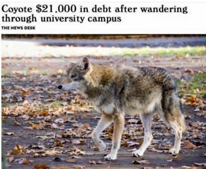 Coyote Debt