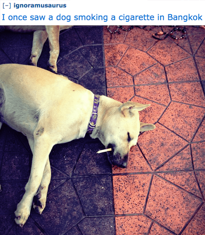 Dog Smoking