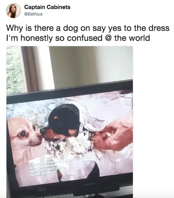 Dog Wedding On Say Yes To The Dress