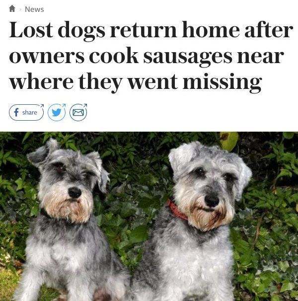 Funny News Headlines Dogs