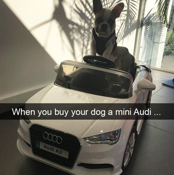 Mini Audi For A Dog