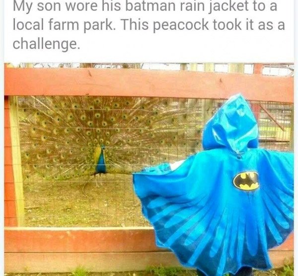 Peacock Batman