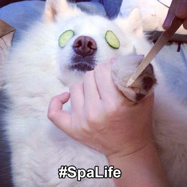 Spa Life Dog