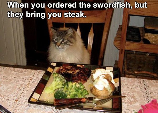 Steak Dinner For A Cat