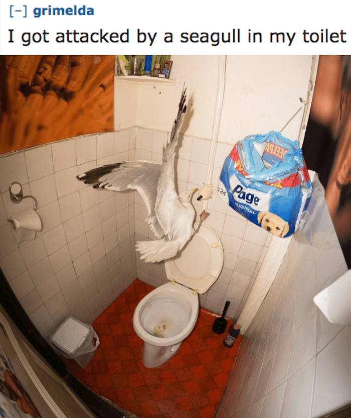 Toilet Seagull