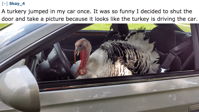 Turkey Driver