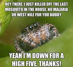 The Sad World Of The Misunderstood House Spider